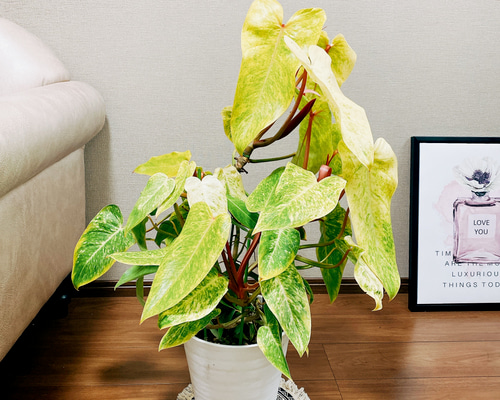 現品］フィロデンドロン ペインテッドレディ 7号 観葉植物 室内