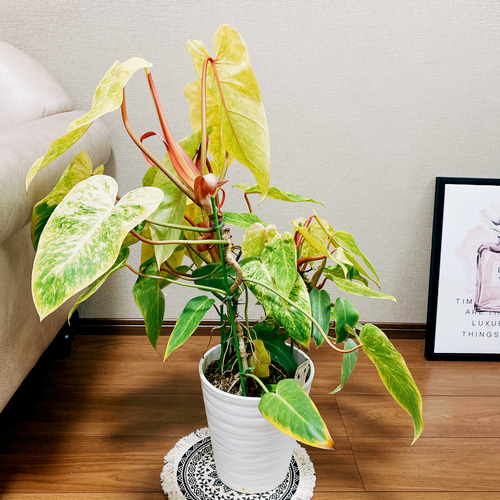 現品］フィロデンドロン ペインテッドレディ 7号 観葉植物 室内