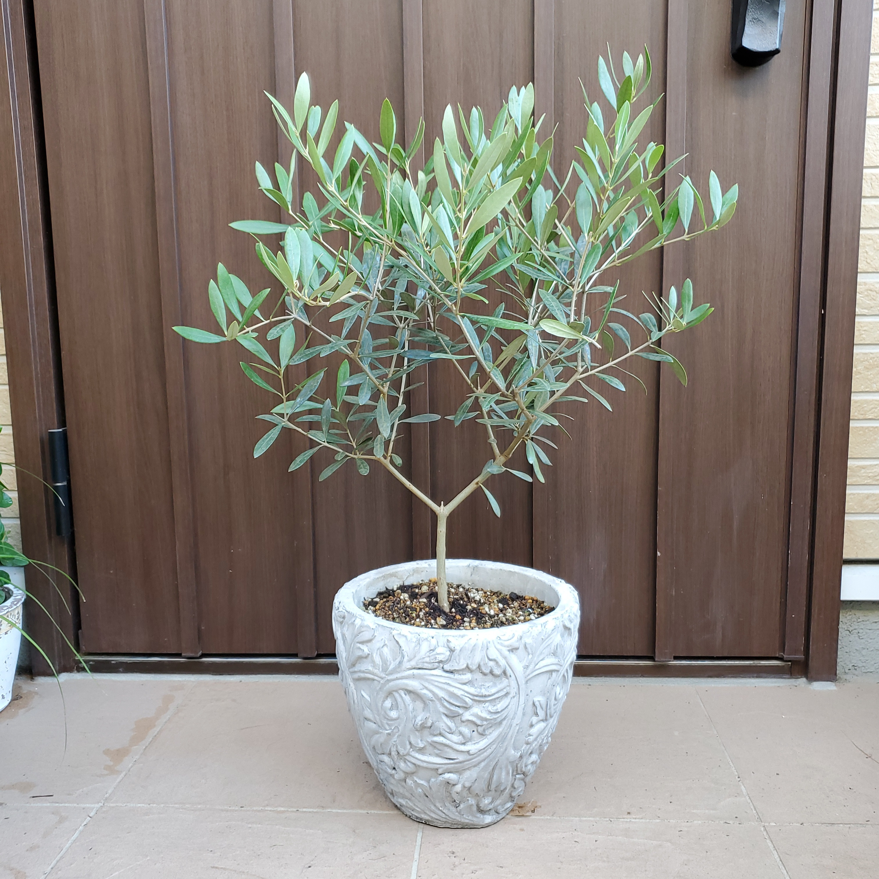 可愛い♡オリーブの木 ネバディロブランコ 大型鉢植え 苗 シンボルツリー-