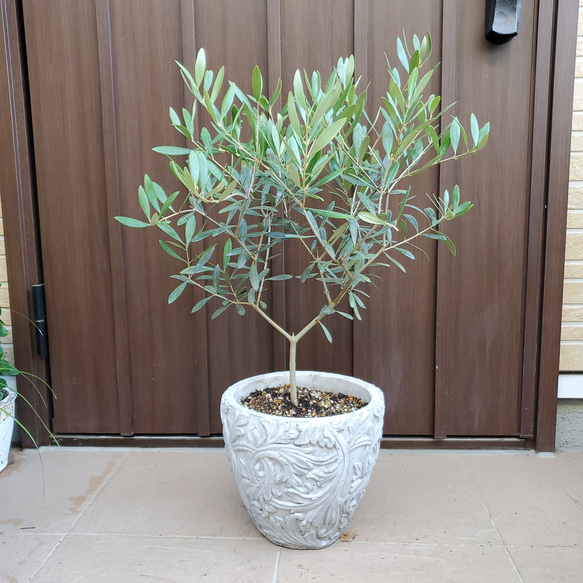 エレガント♡ オリーブ　ネバディロブランコ　セラミック鉢植え 苗　シンボルツリー エレガント♡ オリーブ ネバディロブランコ セラミック鉢植え 苗