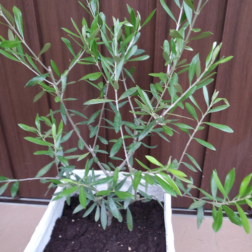 大きめ♪オリーブの木 エルグレコ ハウス型スクエア鉢植え 苗 シンボル