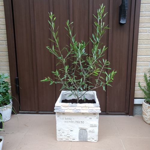大きめ♪オリーブの木 エルグレコ ハウス型スクエア鉢植え 苗 シンボル