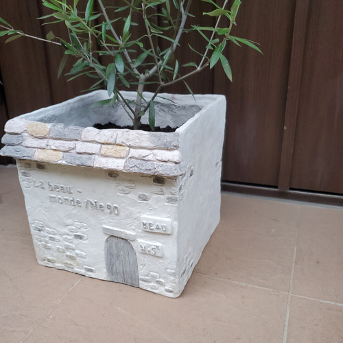 大きめ♪オリーブの木 エルグレコ ハウス型スクエア鉢植え 苗 シンボル