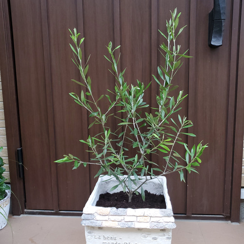 大きめ♪オリーブの木 エルグレコ ハウス型スクエア鉢植え 苗 シンボル