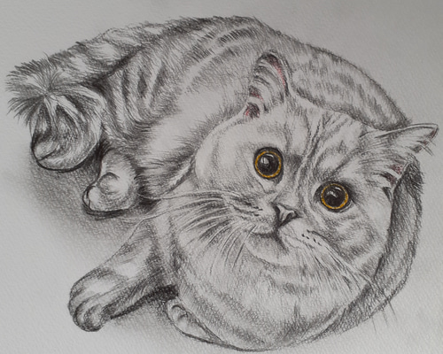 年中無休】 ふんわり子猫のまなざし(鉛筆画)(A4サイズ)(額無し
