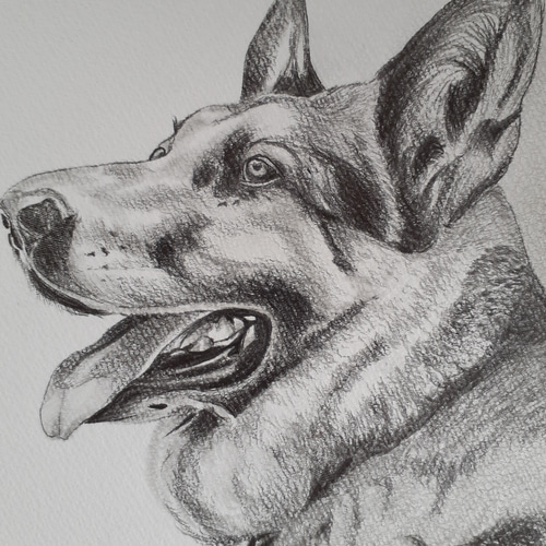 鉛筆画 ジャーマンシェパード 絵画 makochin 通販 14468721｜Creema