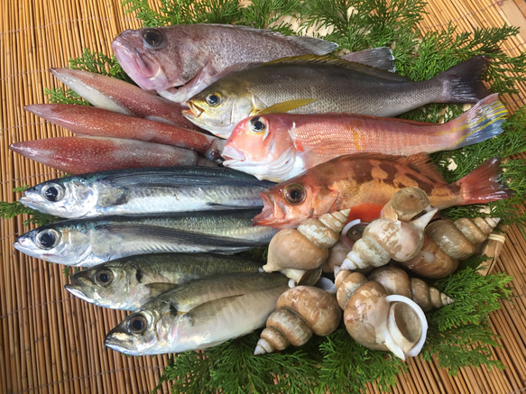 New!◆おまかせ鮮魚◆2000円～日本海のとれたて鮮魚が新鮮なまま＆下ごしらえ済で届きます♪ 2枚目の画像