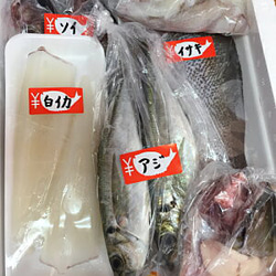 New!◆おまかせ鮮魚◆2000円～日本海のとれたて鮮魚が新鮮なまま＆下ごしらえ済で届きます♪ 4枚目の画像