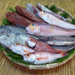 New!◆おまかせ鮮魚◆2000円～日本海のとれたて鮮魚が新鮮なまま＆下ごしらえ済で届きます♪ 3枚目の画像