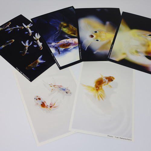 かめかめら展　フォトブック　ポストカード 金魚 写真 ポストカード 6枚セット 写真展「変幻〜Gold Fish