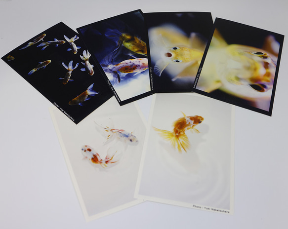 金魚　写真　ポストカード　6枚セット　写真展「変幻〜Gold Fish〜」より① 5枚目の画像