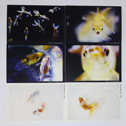 金魚　写真　ポストカード　6枚セット　写真展「変幻〜Gold Fish〜」より① 2枚目の画像