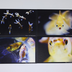 金魚　写真　ポストカード　6枚セット　写真展「変幻〜Gold Fish〜」より① 3枚目の画像