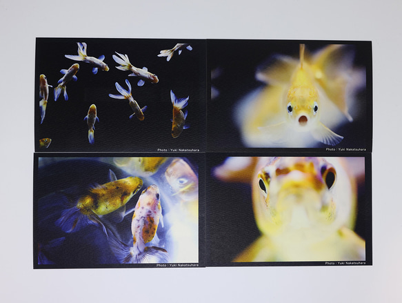 金魚　写真　ポストカード　6枚セット　写真展「変幻〜Gold Fish〜」より① 3枚目の画像