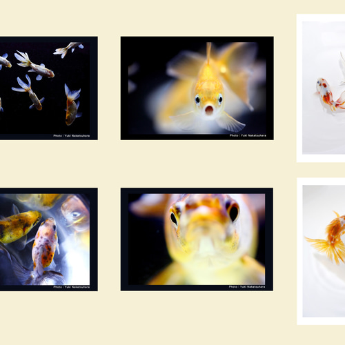 かめかめら展　フォトブック　ポストカード 写真展「青光芒」ポストカード3枚セット | sakophoto