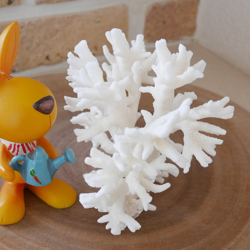 沖縄県宮古島産 天然 サンゴ M 素材販売 インテリア エアープランツ