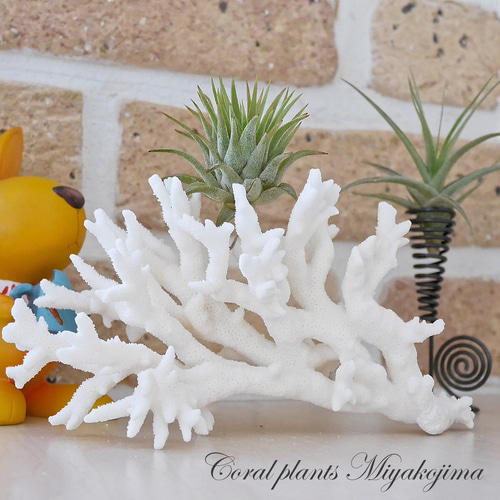 沖縄県宮古島産 天然 サンゴ M 素材販売 インテリア エアープランツ