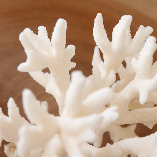 沖縄県宮古島産 天然 サンゴ M 素材販売 インテリア エアープランツ