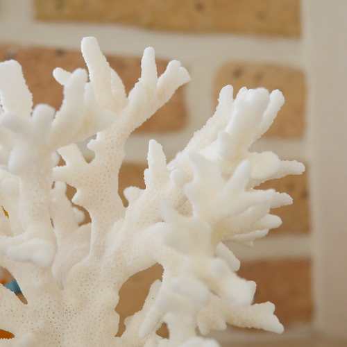 沖縄県宮古島産 天然 サンゴ M 素材販売 インテリア エアープランツ