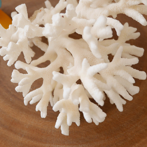 沖縄県宮古島産 天然 サンゴ M 素材販売 インテリア エアープランツ