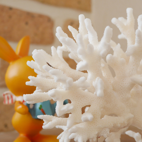 沖縄県宮古島産 天然 サンゴ M 素材販売 インテリア エアープランツ