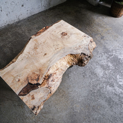 存在感のある巨大なイチョウの一枚板 ローテーブル 2枚目の画像