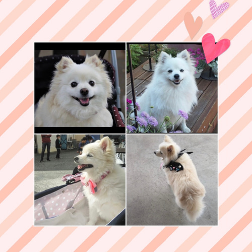 ◇こちらはサンプル画像になります◇羊毛フェルト♡ 愛犬 オーダー 