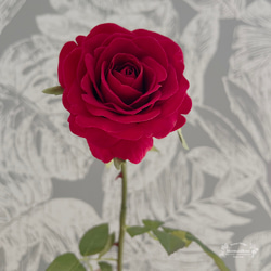 ベルの真っ赤なバラ 4枚目の画像