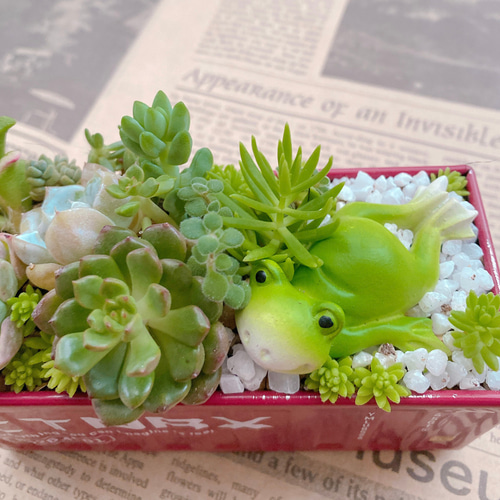 多肉植物 寄せ植え そのまま飾れる 韓国苗 ムーンストーン入って