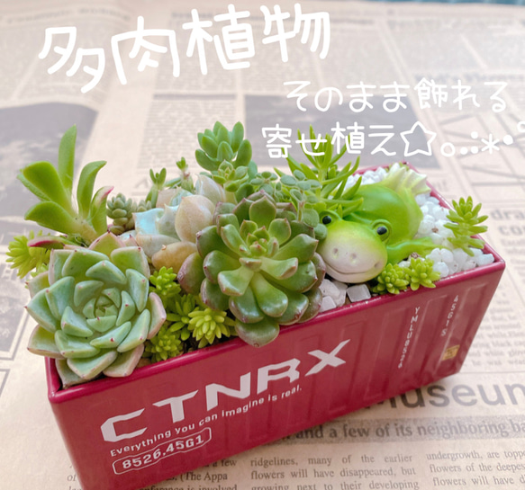多肉植物 寄せ植え そのまま飾れる 韓国苗 ムーンストーン入って