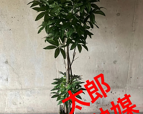 光触媒　人工観葉植物　ウォールグリーン　フェイク　フラワー　パキラ138138 光触媒 人工観葉植物 ウォールグリーン フェイク フラワー パキラ176