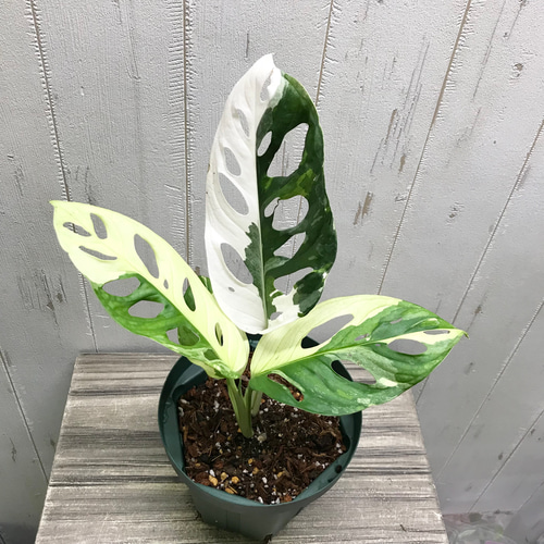 極斑良個体 ハーフムーン マドカズラ 斑入り Monstera adansonii