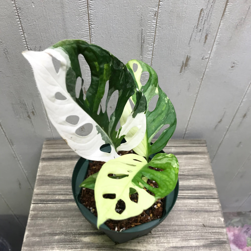 マドカズラハーフマーン斑Monstera adansonii variegata 極斑良個体 ハーフムーン マドカズラ 斑入り Monstera adansonii
