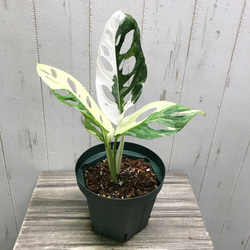 極斑良個体 ハーフムーン マドカズラ 斑入り Monstera adansonii
