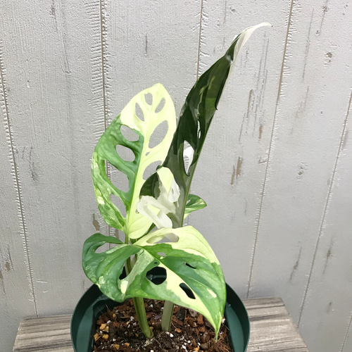 極斑良個体 ハーフムーン マドカズラ 斑入り Monstera adansonii
