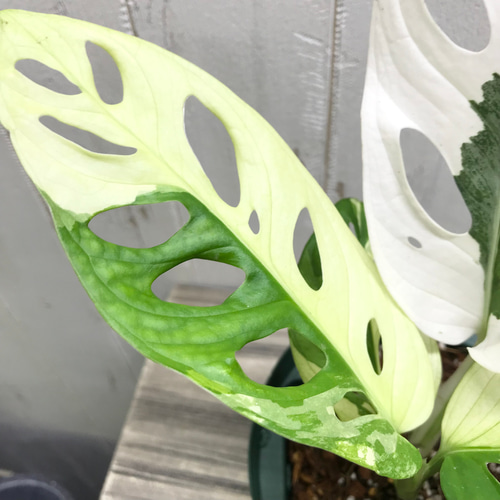 極斑良個体 ハーフムーン マドカズラ 斑入り Monstera adansonii