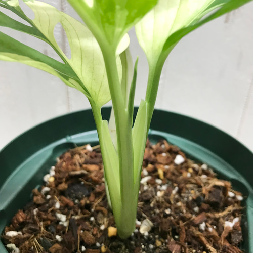 極斑良個体 ハーフムーン マドカズラ 斑入り Monstera adansonii 極斑良個体 ハーフムーン マドカズラ 斑入り Monstera adansonii