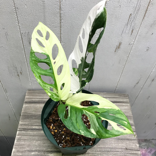 極斑良個体 ハーフムーン マドカズラ 斑入り Monstera adansonii
