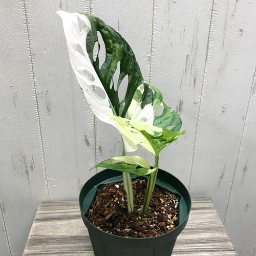 極斑良個体 ハーフムーン マドカズラ 斑入り Monstera adansonii