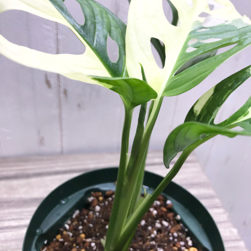 極斑良個体 ハーフムーン マドカズラ 斑入り Monstera adansonii