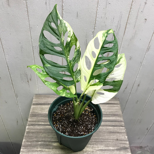 マドカズラ　斑入り　Monstera adansonii 4