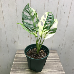 極斑良個体 ハーフムーン マドカズラ 斑入り Monstera adansonii