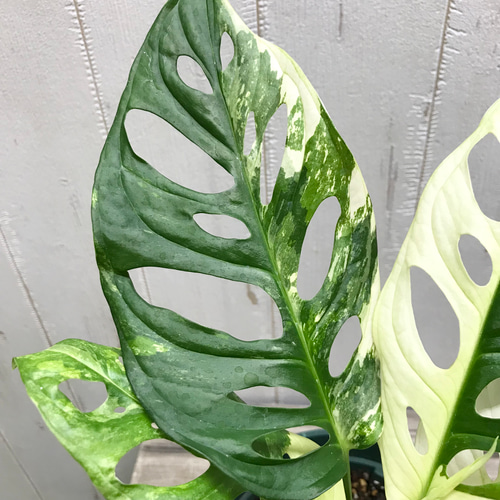 極斑良個体 ハーフムーン マドカズラ 斑入り Monstera adansonii