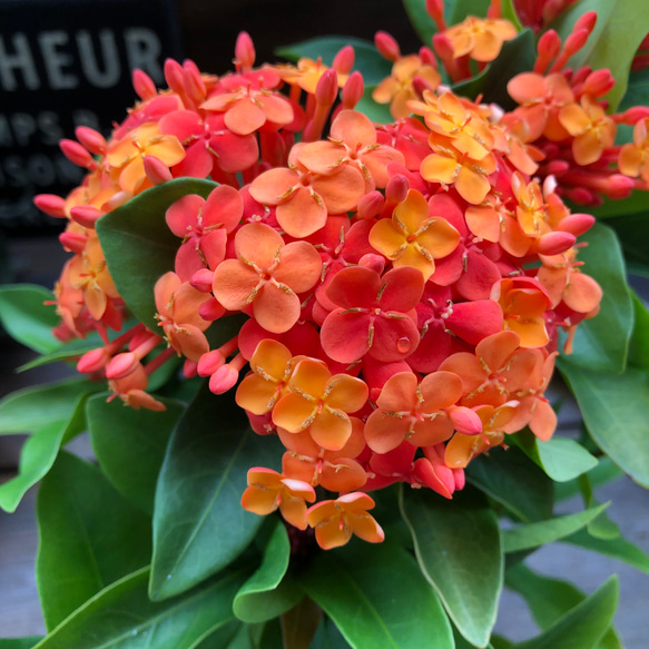 ✨✨✨サンダンカ【涼盆栽◎美らさん】検/花物/三段花 サンダンカ 三段花の写真素材 - PIXTA