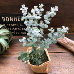 グニー♡ユーカリ♡大人気♡観葉植物 6枚目の画像