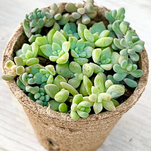 多肉植物　セダム　トリカラー&パープルヘイズ＆プロリフィカ×姫秀麗　3種類 多肉植物 セダム トリカラー&パープルヘイズ＆プロリフィカ×姫