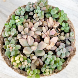 多肉植物　セダム　トリカラー&パープルヘイズ＆プロリフィカ×姫秀麗　3種類 多肉植物 セダム トリカラー&パープルヘイズ＆プロリフィカ×姫秀麗 3