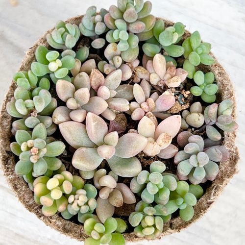 姫秀麗とパープルヘイズの他人丼♡＊多肉植物＊ポットごと 多肉植物