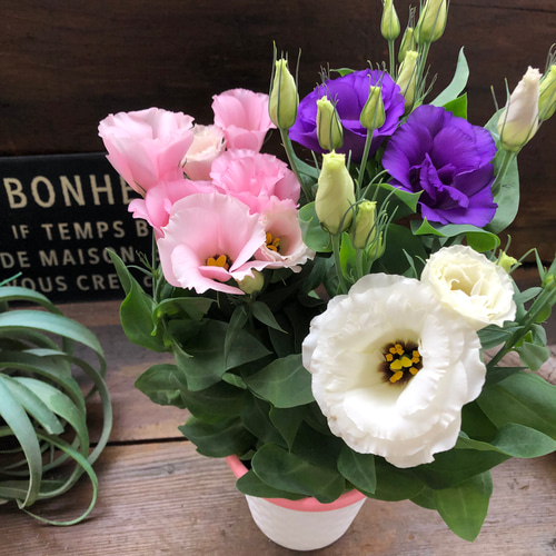 新品種♡ロメオMIX♡トルコ桔梗♡3色植え♡豪華な八重咲き♡トルコ