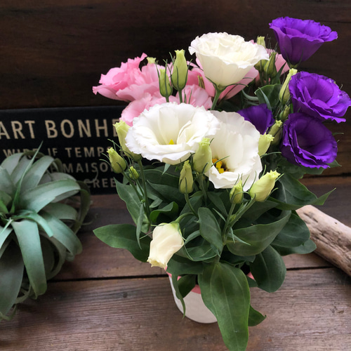 マーコ クレイフラワー　オルレア　トルコ桔梗 マーコ クレイフラワー オルレア トルコ桔梗 マーコ様 専用